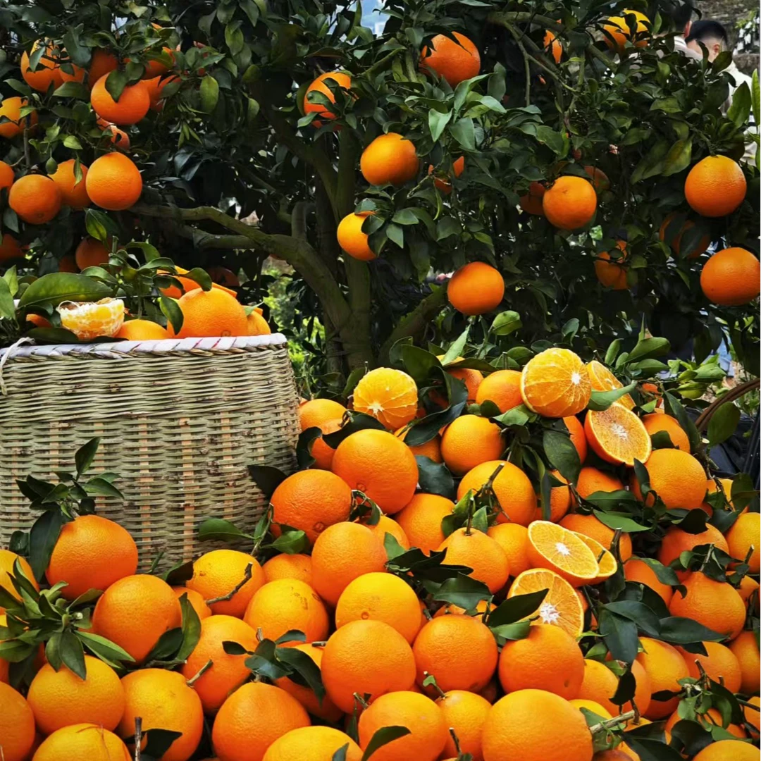 现摘新鲜梵净西麓产地直发应季好吃大果橙子