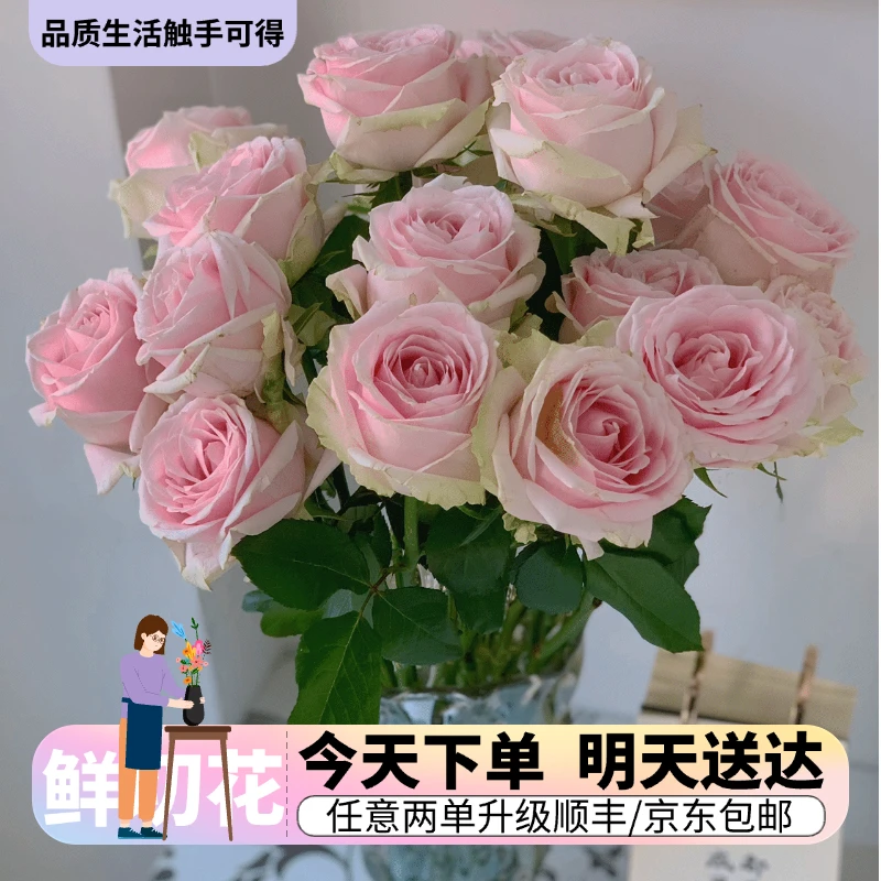 『粉红雪山单头玫瑰』今日下单明日送达 生活鲜切花同城批发直播
