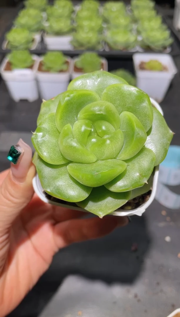 411翡翠珍妮量拍发一颗