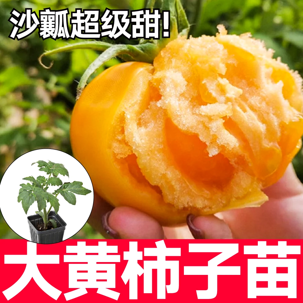 沙瓤超甜大黄柿子番茄苗秧四季阳台盆栽连续坐果高产大果西红柿籽