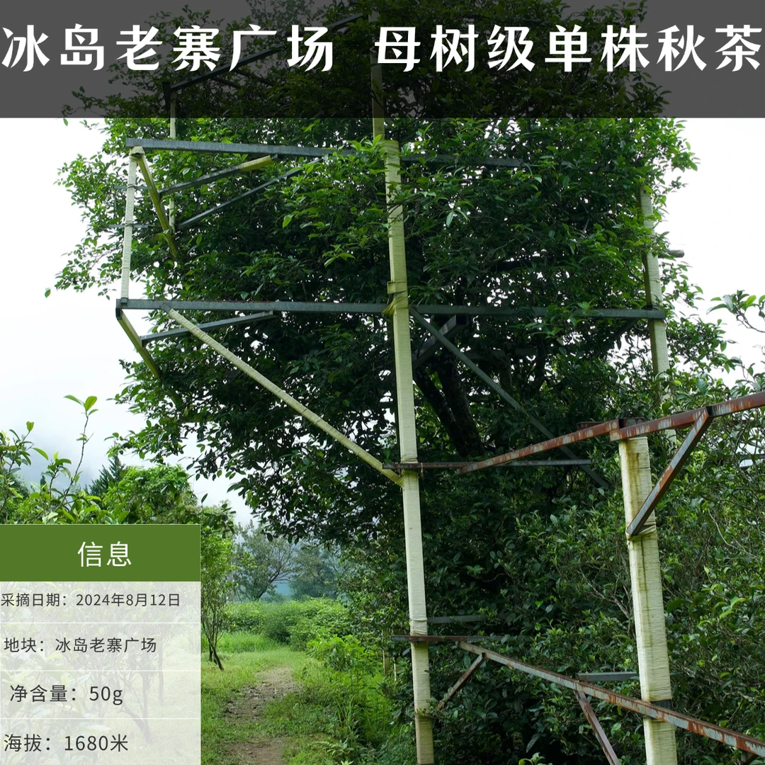 2024年 冰岛老寨广场 古树单株 秋茶散料 普洱茶生茶散茶50克