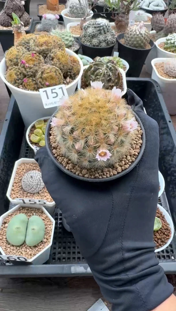 【闪购商品】微凉专拍实生密刺嘉文丸（带盆）