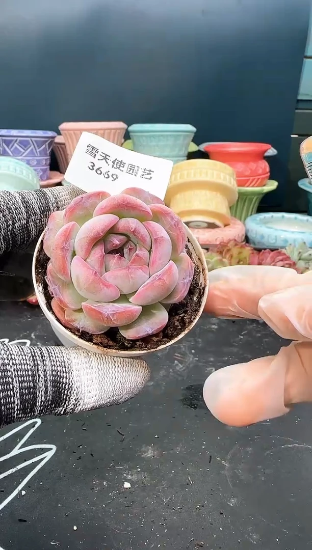 3   669 青山 （冠幅 5.5 cm）