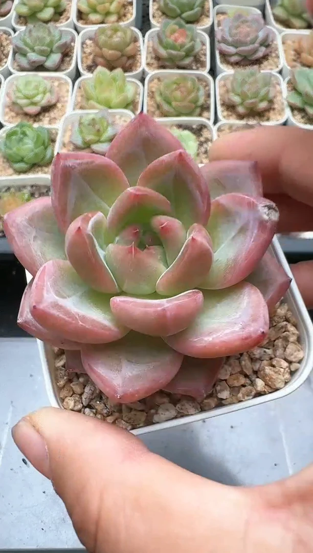 637D云禹多肉植物 带盆土纸巾打包 3颗包邮