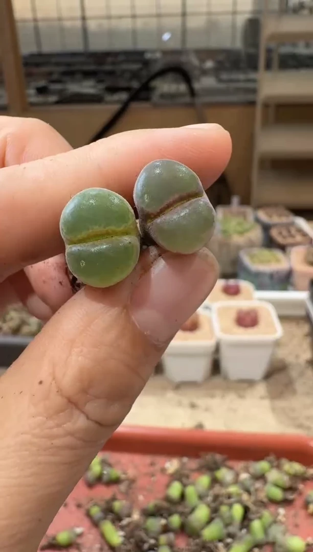 20-192多肉植物肉锥