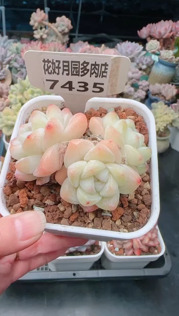 【闪购商品】7435冰玉