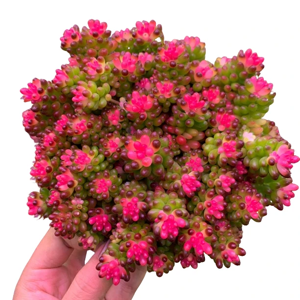 七彩龙珠带盆土 新手好养 庭院 阳台 颜色亮丽 多肉植物