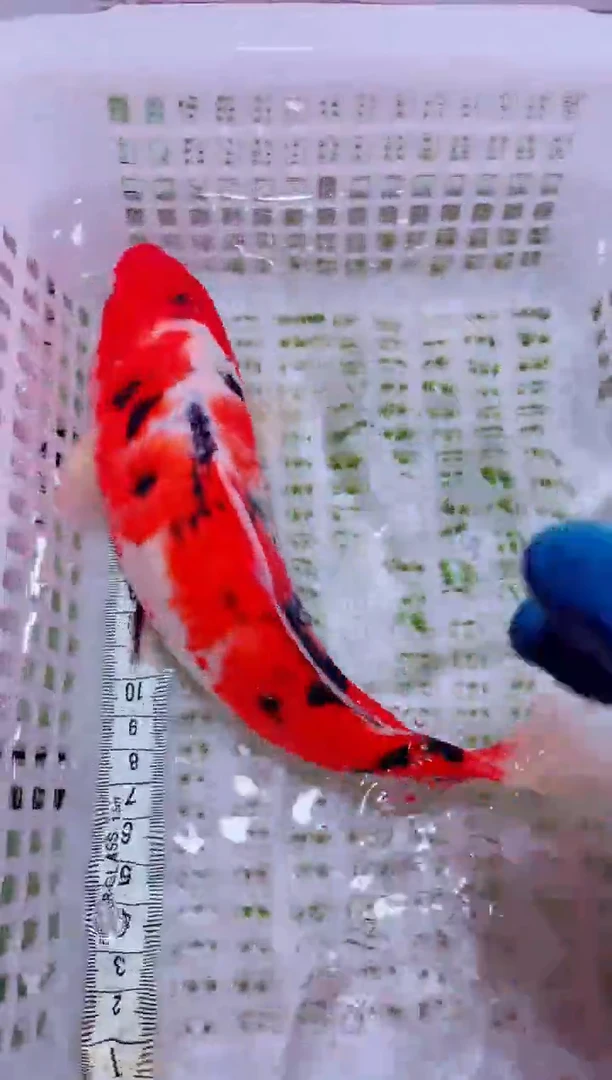 锦鲤血统锦鲤全场包邮30