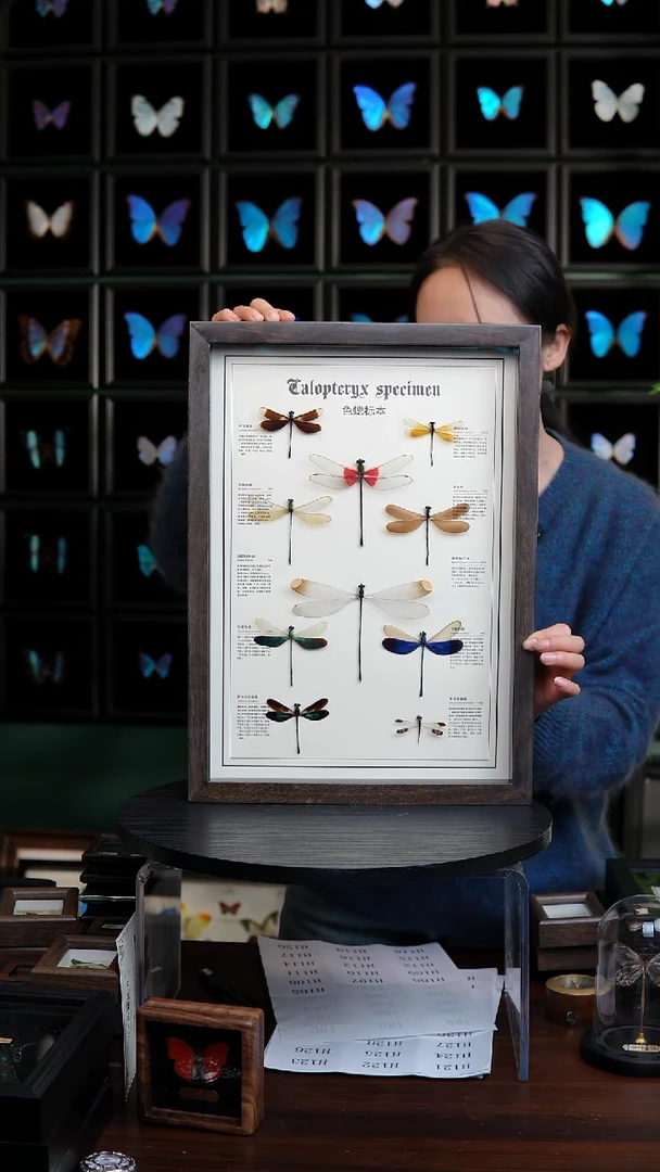 十色蟌标本摆件博物级装裱