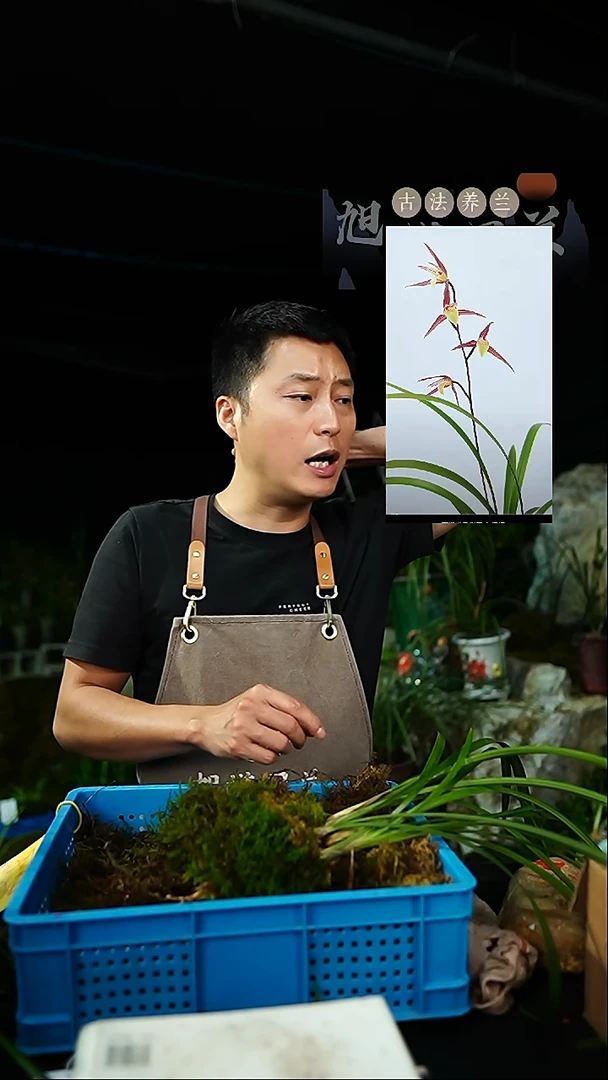 当前无花栽培后可以开花寒兰-红尘下播福利（一物一拍）