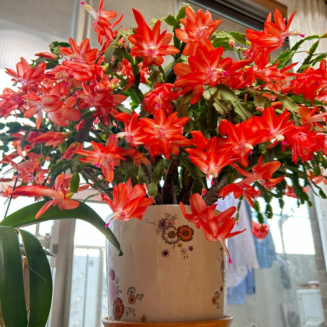 【加勒比火焰红】带花苞红蟹爪兰 年宵花室内花卉懒人绿植