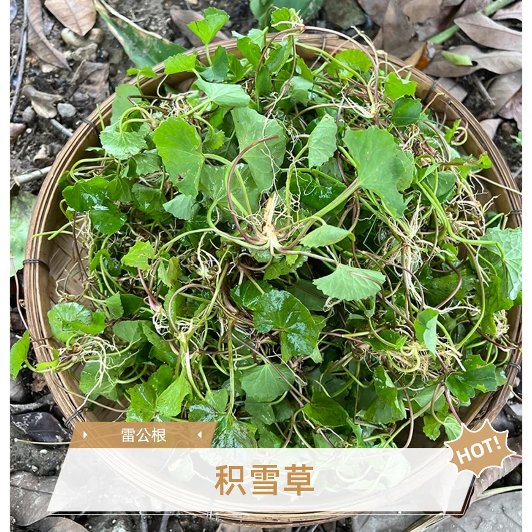 深山积雪草雷公根马蹄菜灯盏菜现摘可煲汤泡水凉拌