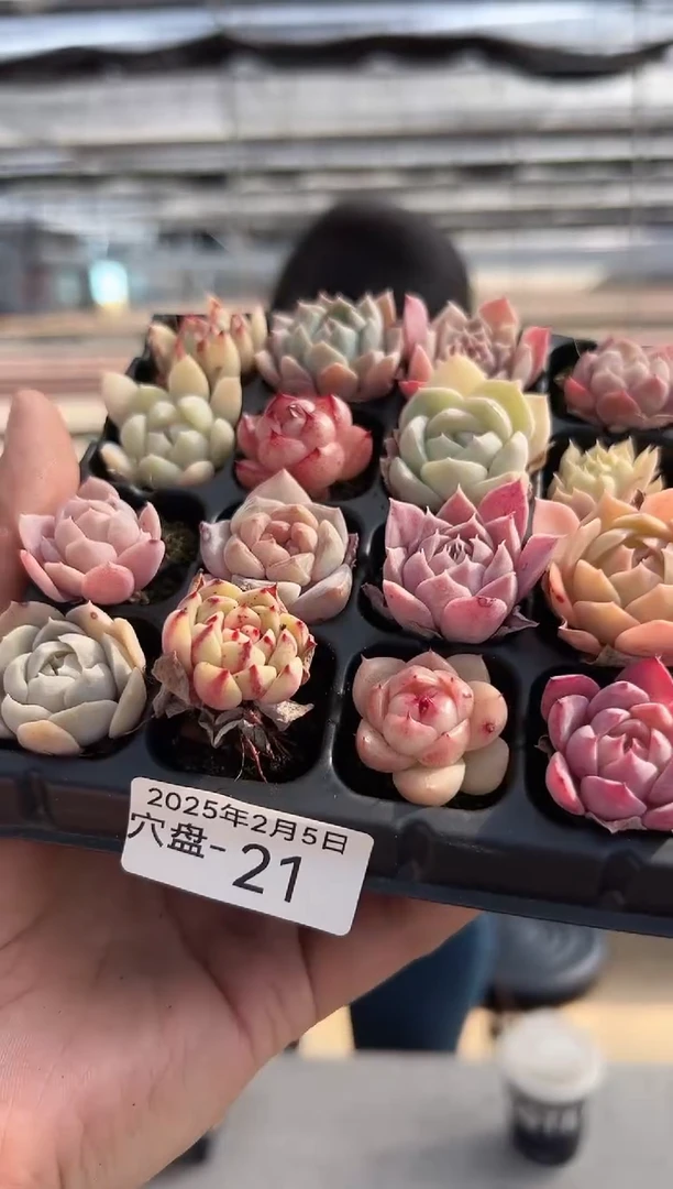 【闪购商品】穴盘-21