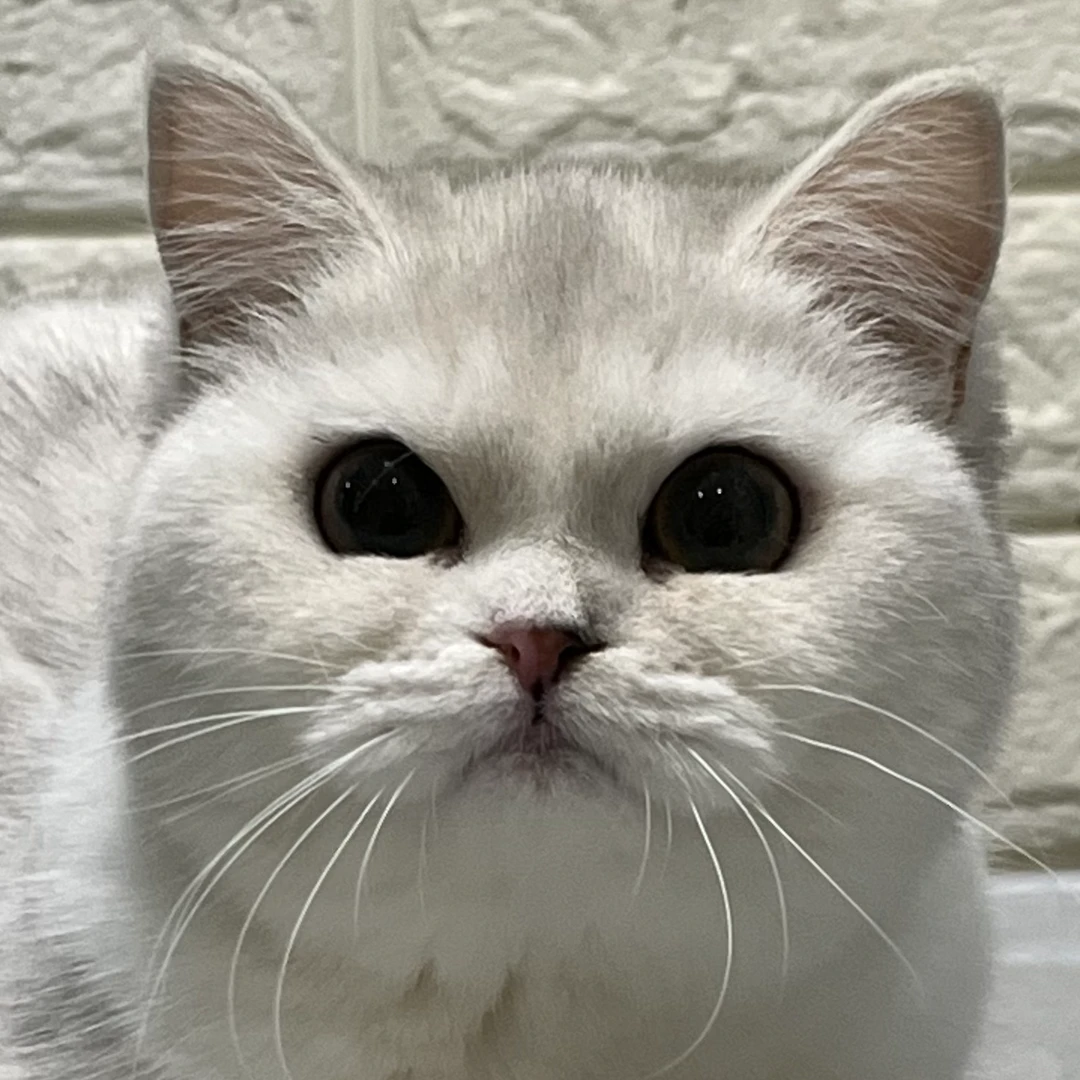 来了姊妹-银渐层英短猫-妹妹-cr30