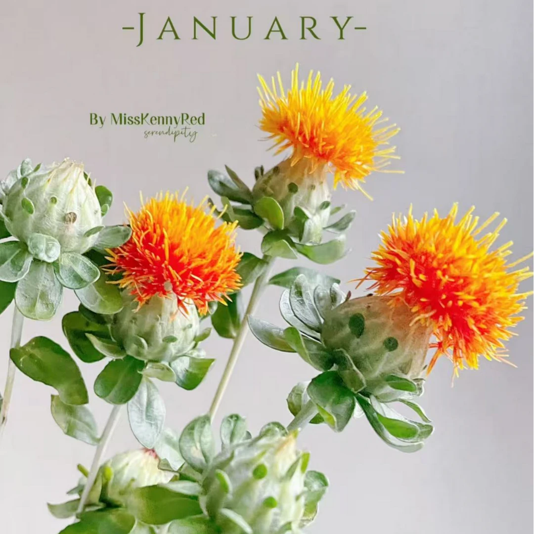 【橙菠萝】 收到花需醒花 云南鲜花批发基地直发