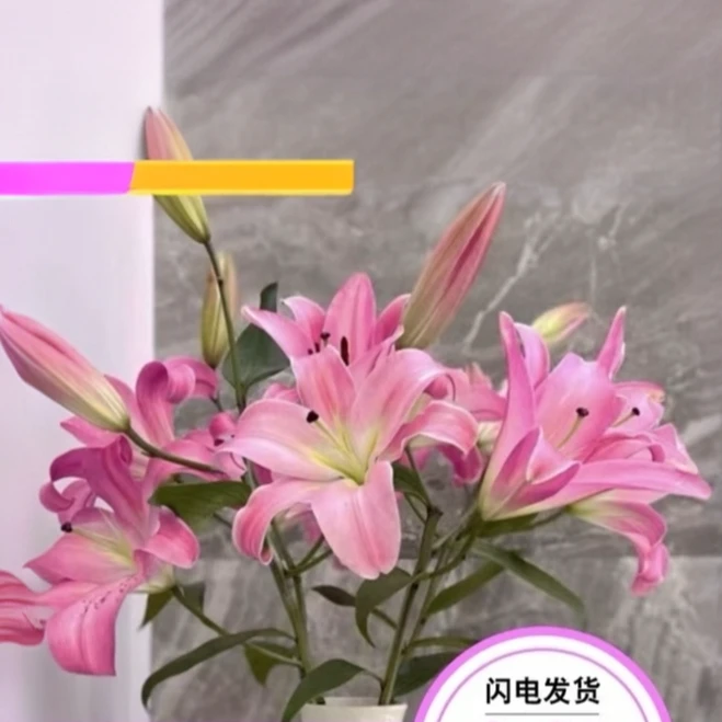 星光百合（圆舞曲）东北基地直发