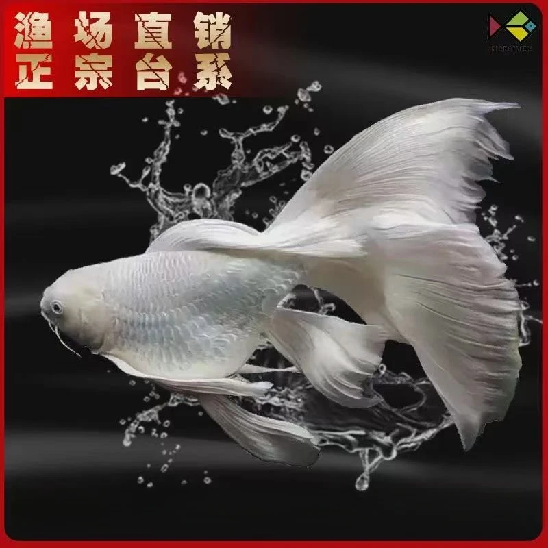 纯赛级11-13白精品蝴蝶鲤 渔场养鱼小型饲养混养好养蝴蝶鲤观赏鱼