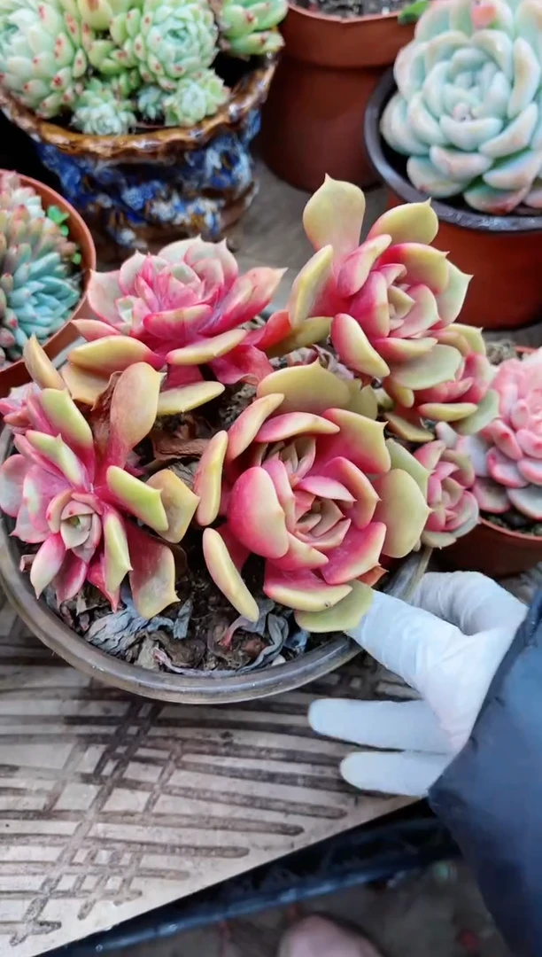 【闪购商品】21042