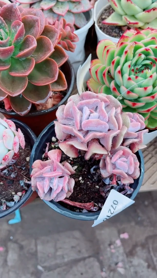 【闪购商品】07210