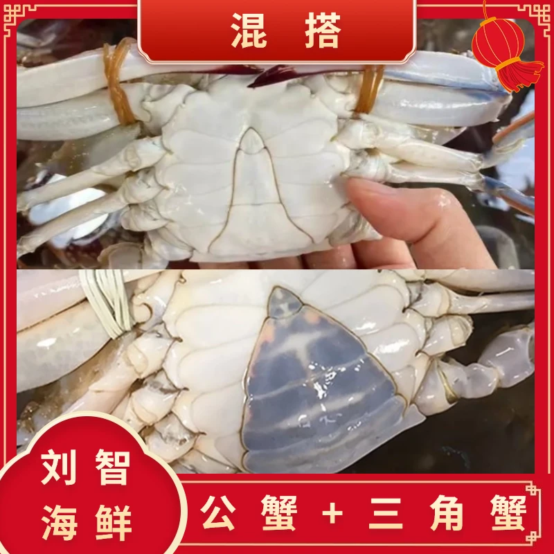 【保鲜不保活】公蟹+三角蟹 混搭（单只2-4两每斤3-5只）