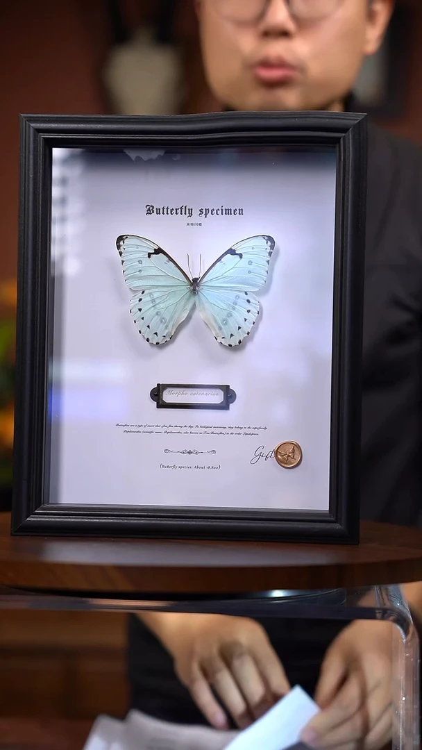 N37肯特白闪蝶一物一拍