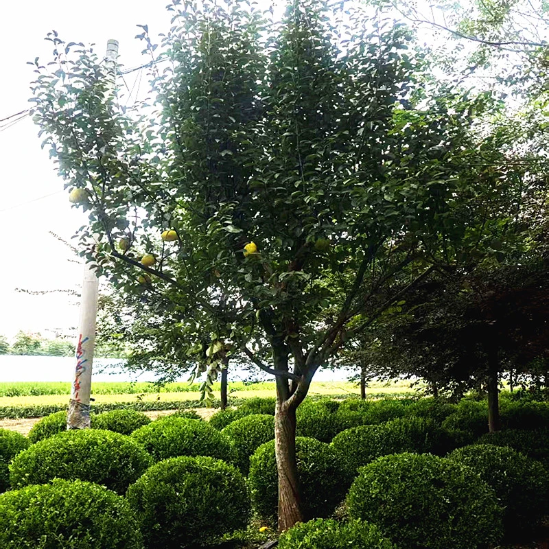 木瓜海棠树苗庭院花卉苗木