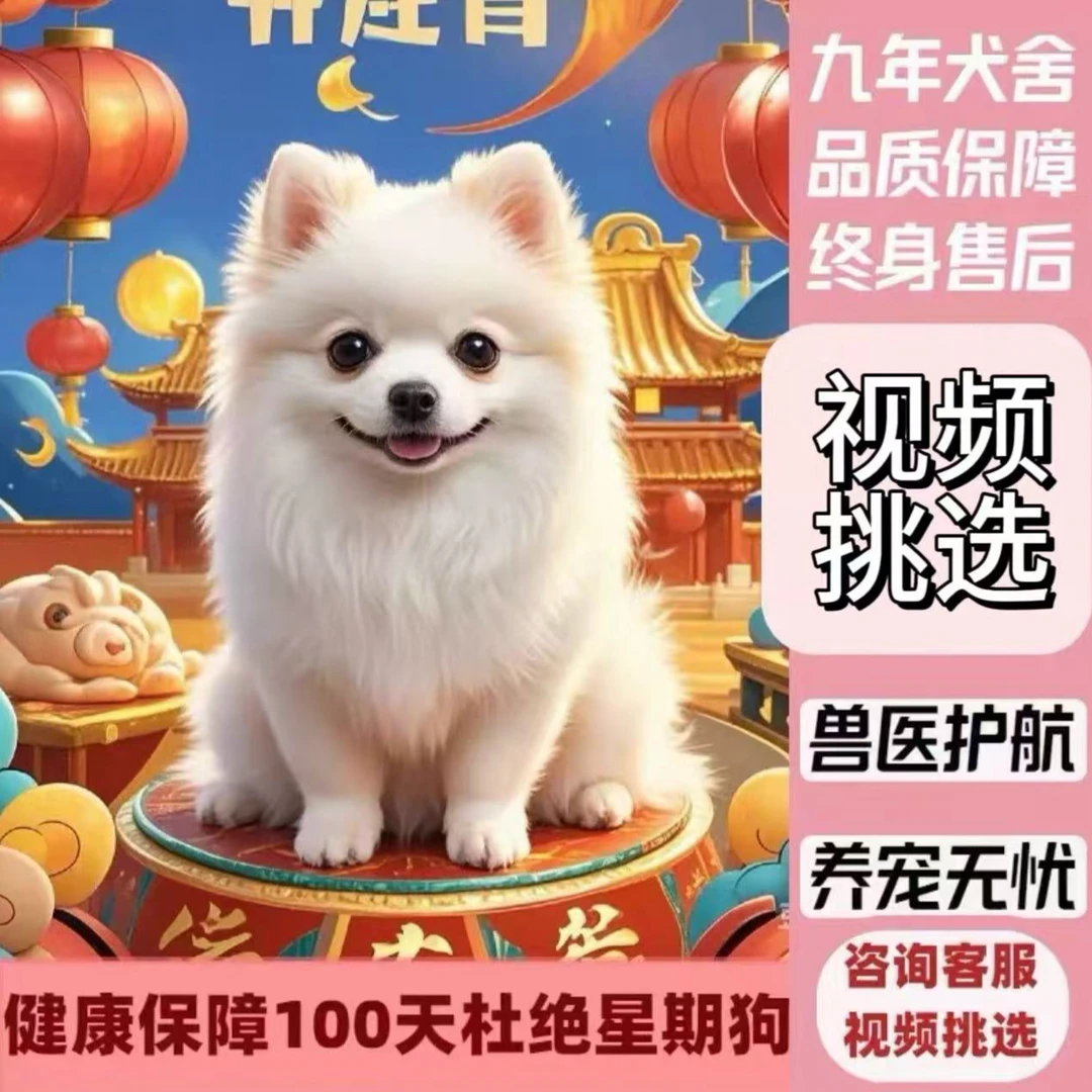 纯种小型犬幼犬茶杯犬小体犬 秀1