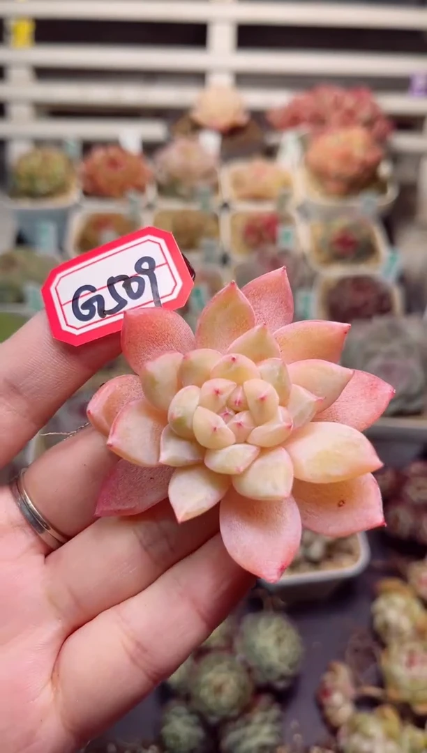 【闪购商品】G509雨露均沾一物一拍