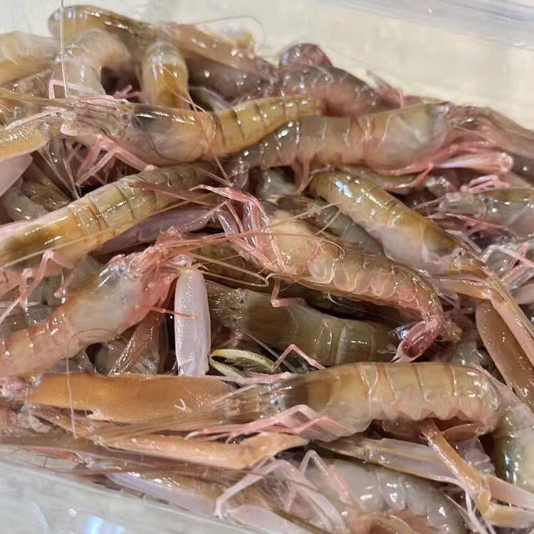 大连渤海湾 夹板虾小海虾 生呛辣炒白灼 冰鲜发货 顺丰包邮