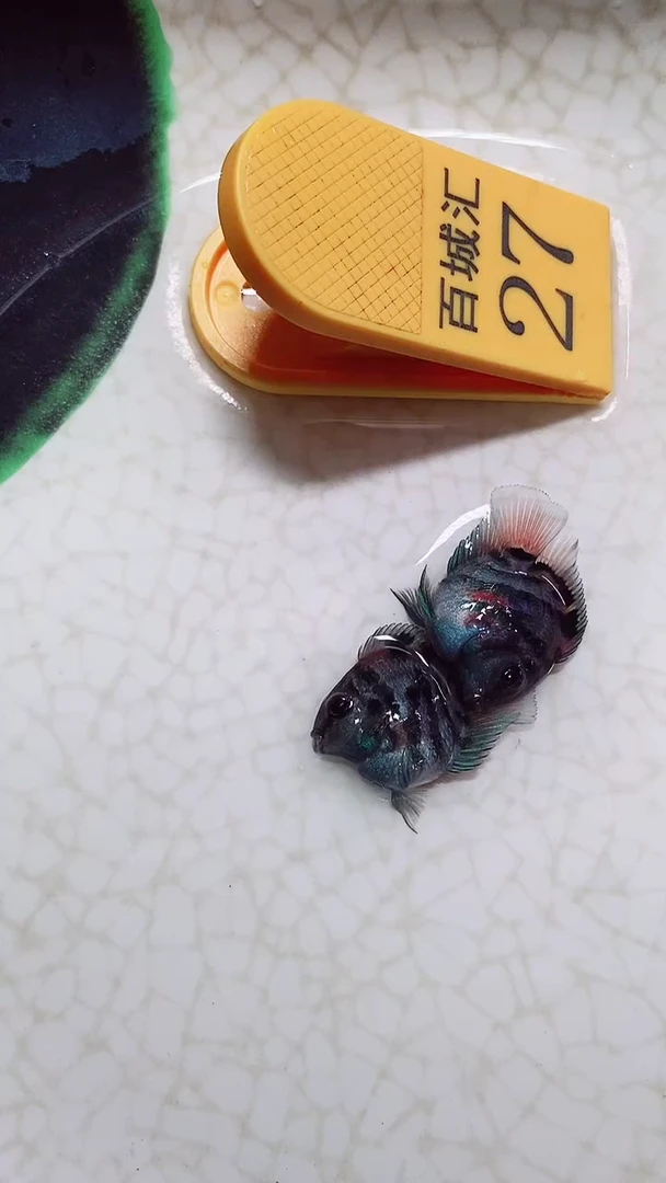 鹦鹉鱼9999999999999999