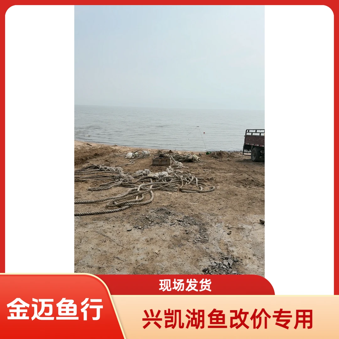 兴凯湖淡水鱼改价用东三省津京冀顺丰包邮
