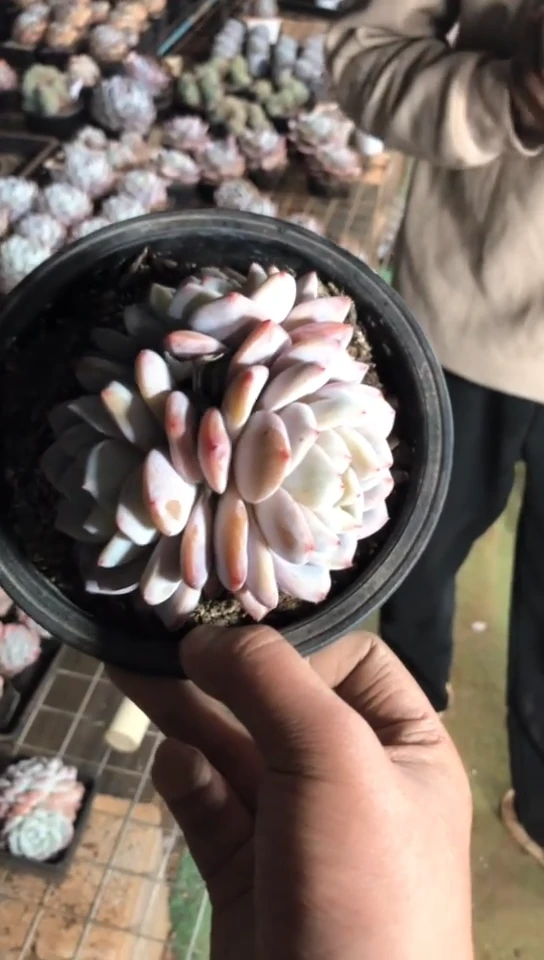 【闪购商品】3头起雪天使橙梦露群