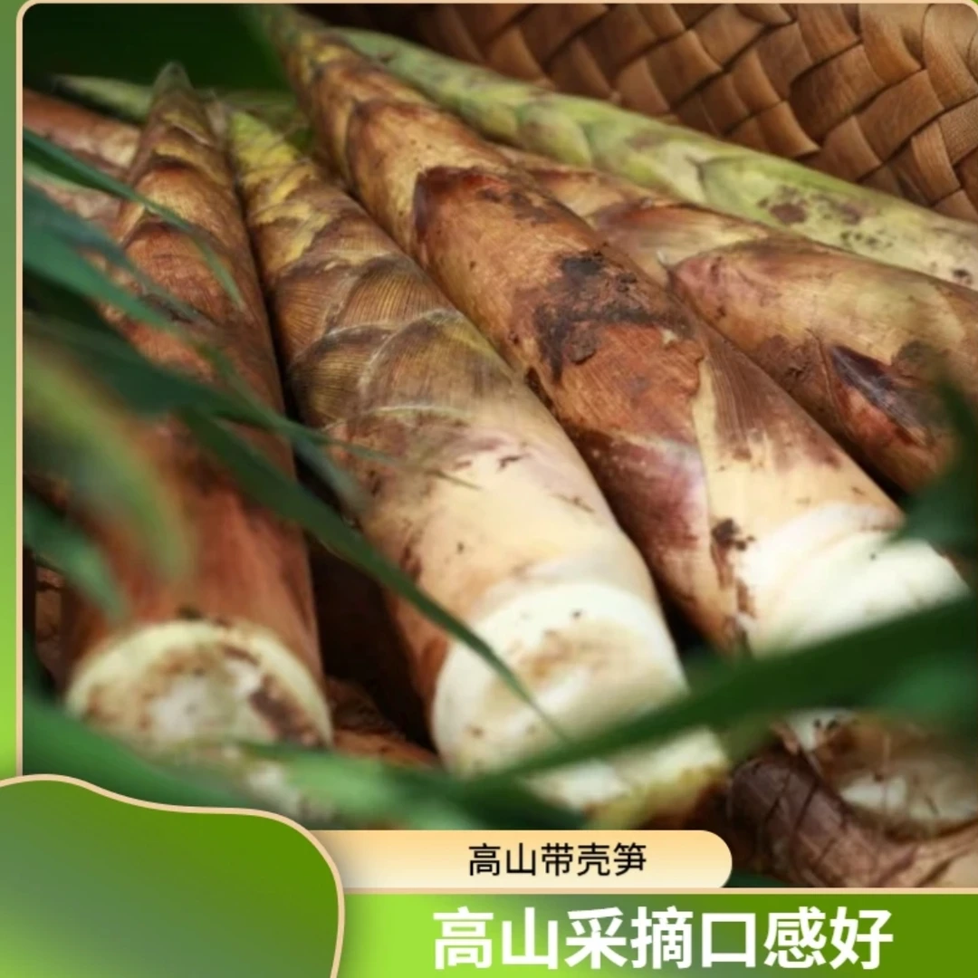 【顺丰】贵州赤水高山野生带壳庆竹笋筒筒笋新鲜时令美味手剥嫩笋尖