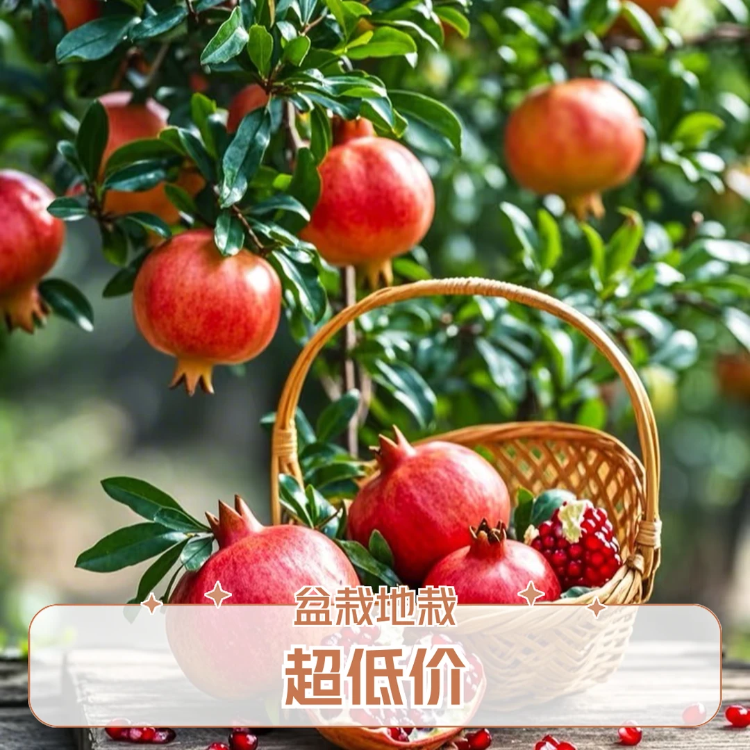 软籽石榴南北方适宜种植现挖现发纯甜无酸盆栽地栽
