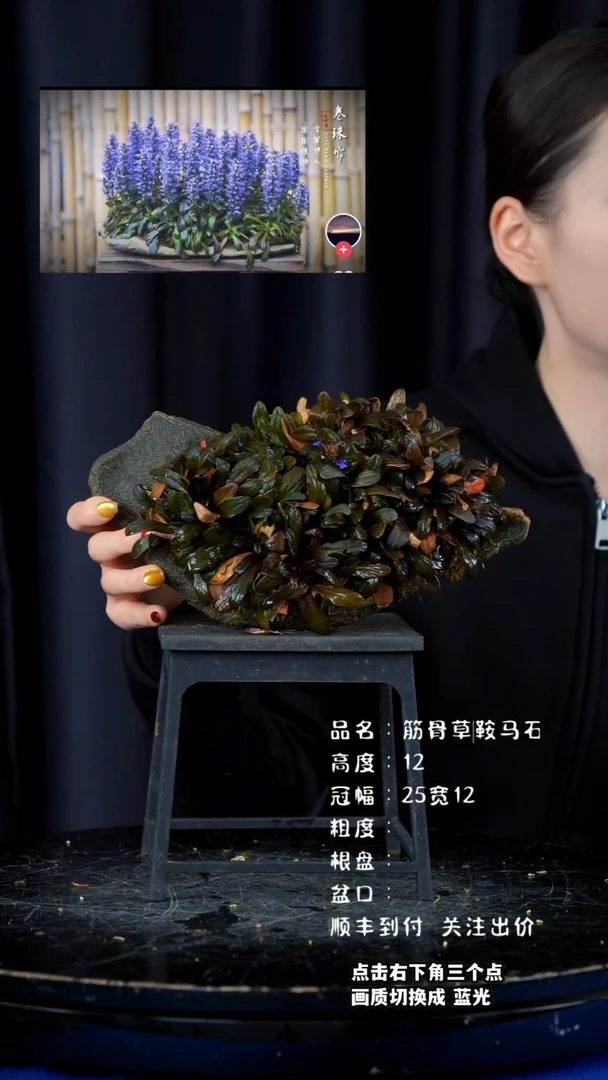 【闪购商品】筋骨草石头盆