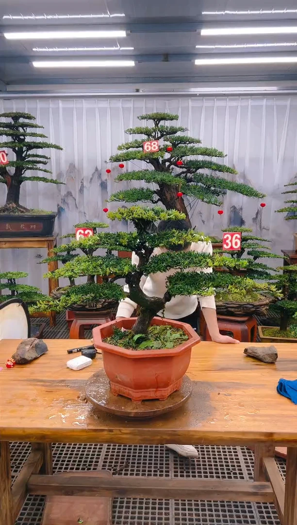 【闪购商品】紫砂精品盆景直播间一物一拍