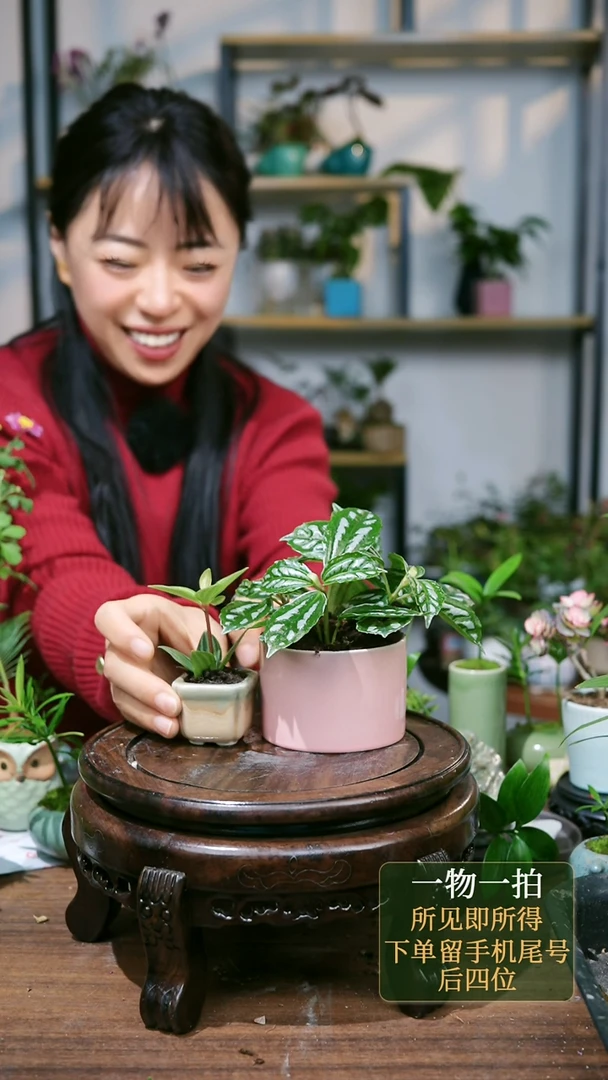 【闪购商品】157--9479冰水花粉+轮叶黄