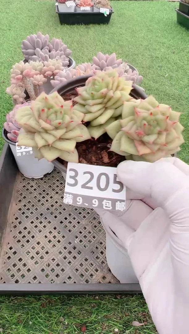 【闪购商品】信福多肉一物一拍