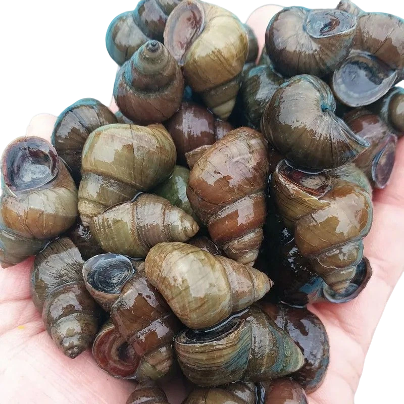 鲜活螺蛳田螺清水养殖野生淡水石夜宵泥螺钓鱼螺螺丝现捞田螺鲜活