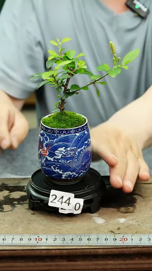 无花朵苔藓微景观244号
