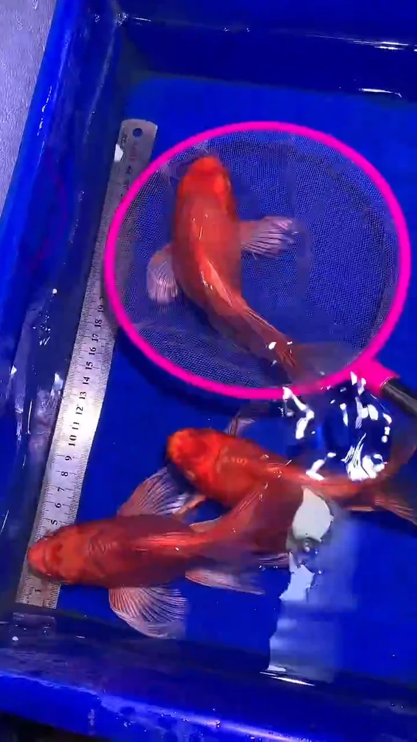 蝴蝶鲤鱼蝴蝶鲤直播选鱼专用链接 凭开箱视频售后