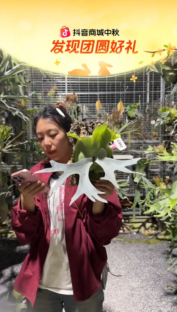 不开花植物L962-伊真火山孢子苗