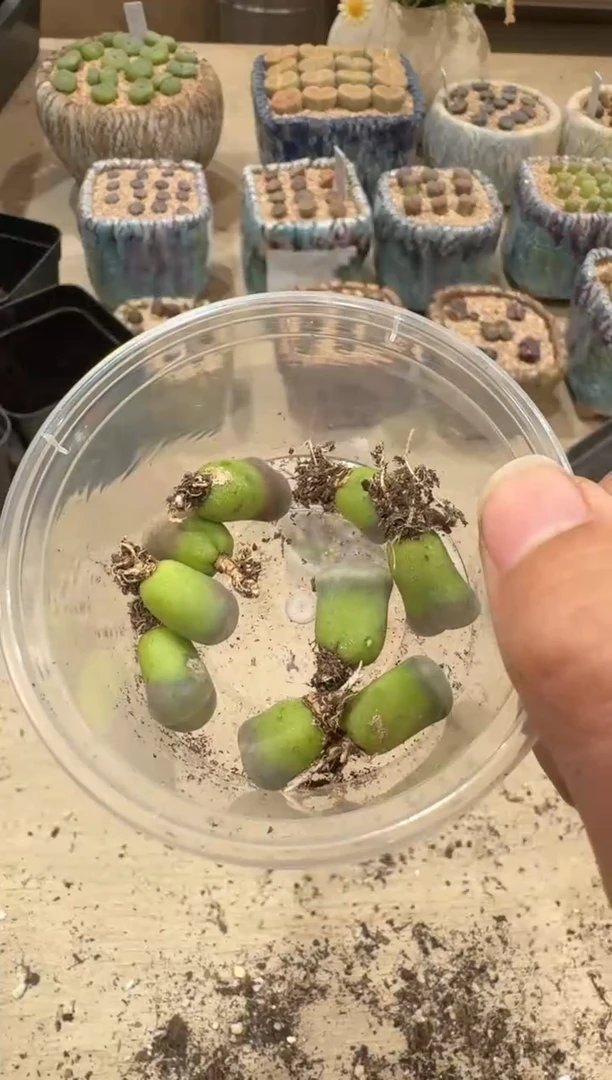 $*$28-101多肉植物肉锥