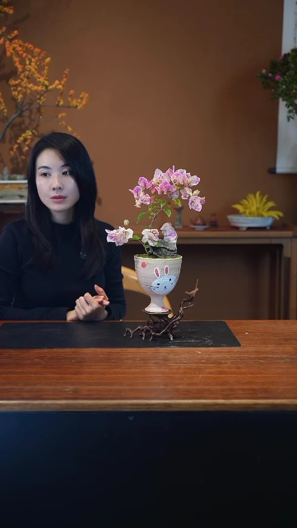 全部花朵三角梅盆景盆景盆景