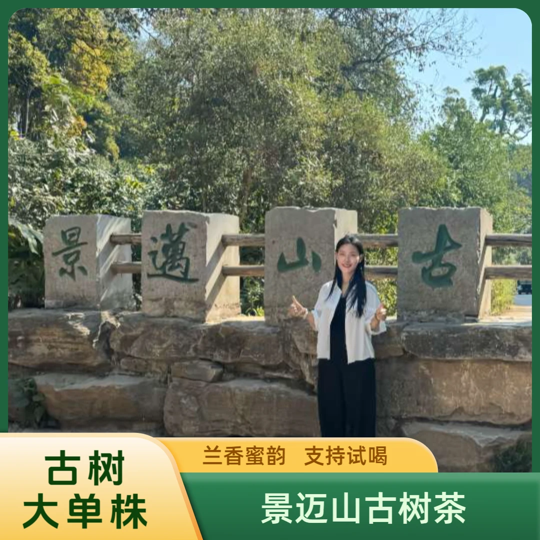 【景迈山古树单株】云南古树普洱茶生茶散茶源头茶农兰香蜜韵