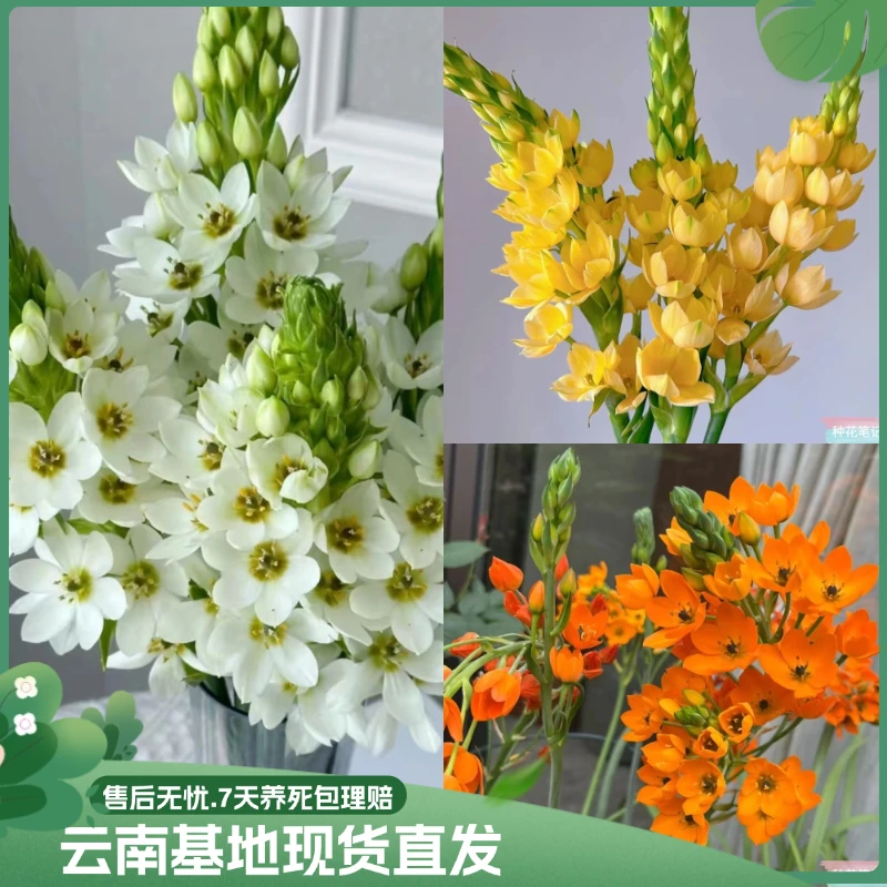 【圣心百合】颜值高好养活花卉植物室内外盆栽基地现货直发