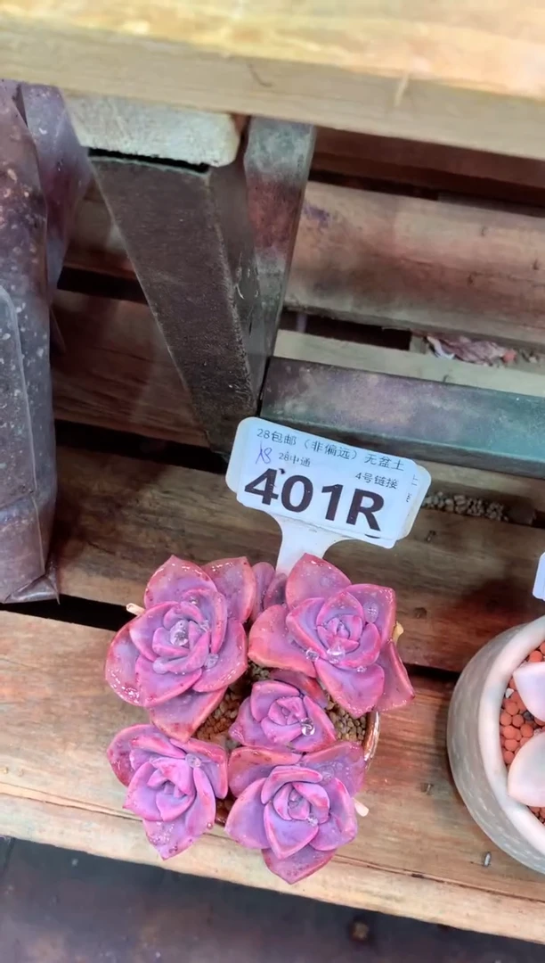 401R（一物一拍，精品多肉，所见即所得 ）