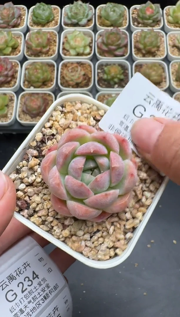 233G云禹多肉植物 脱土纸巾打包 3颗包邮