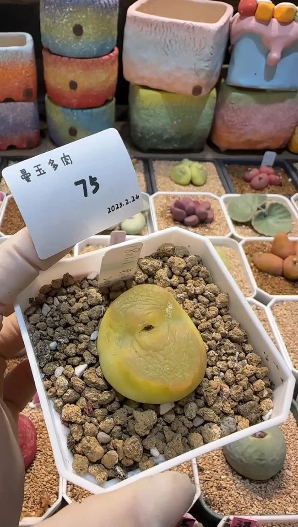 【闪购商品】25.2.24-75睦慈妈妈