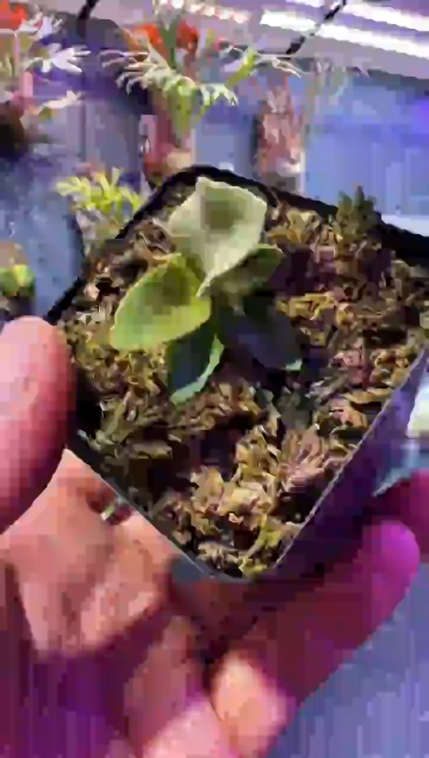 完全开放福利杯苗编号20 银华